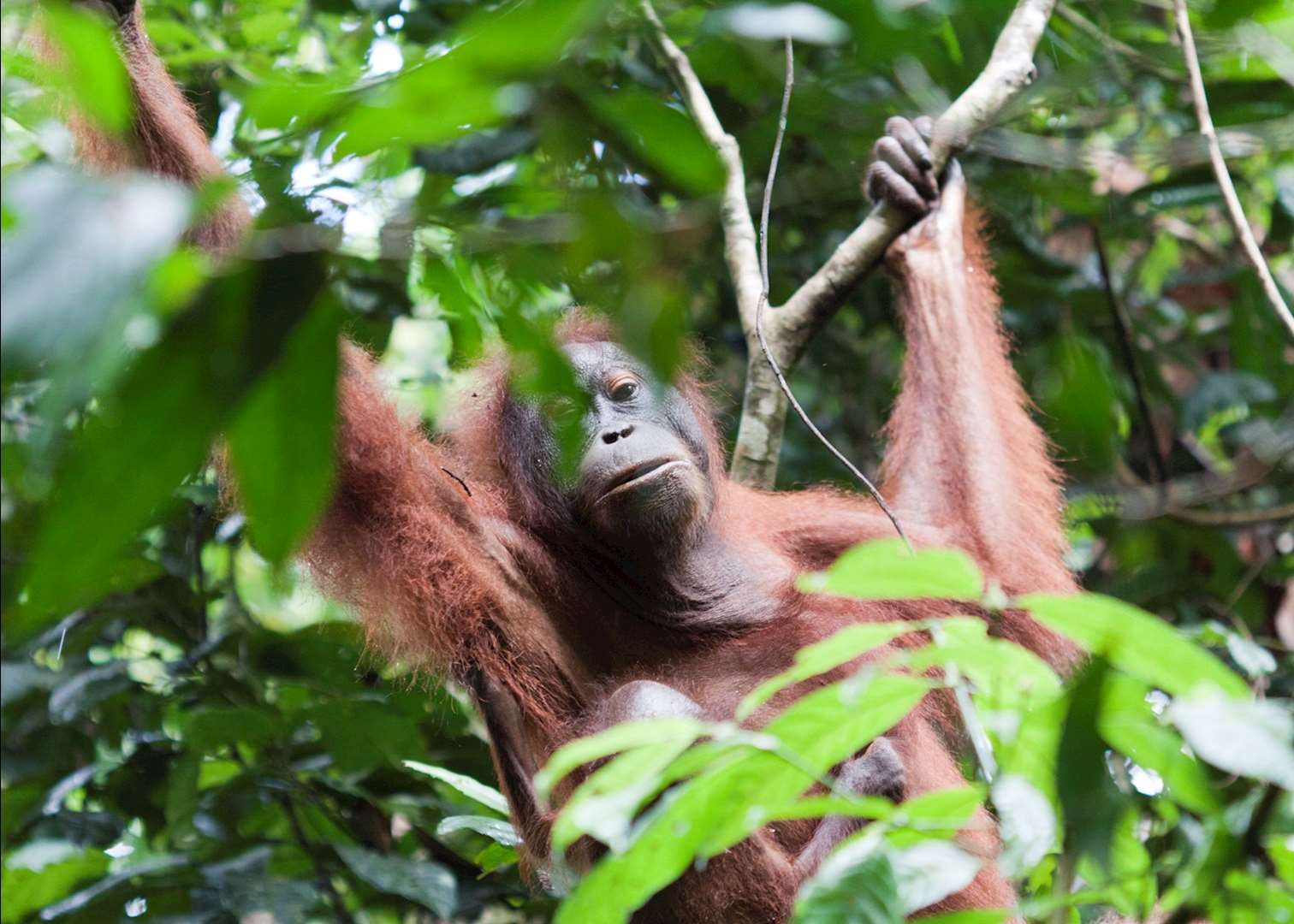 Orang-utan in Tabin Wildlife Reserve, Malaysian Borneo