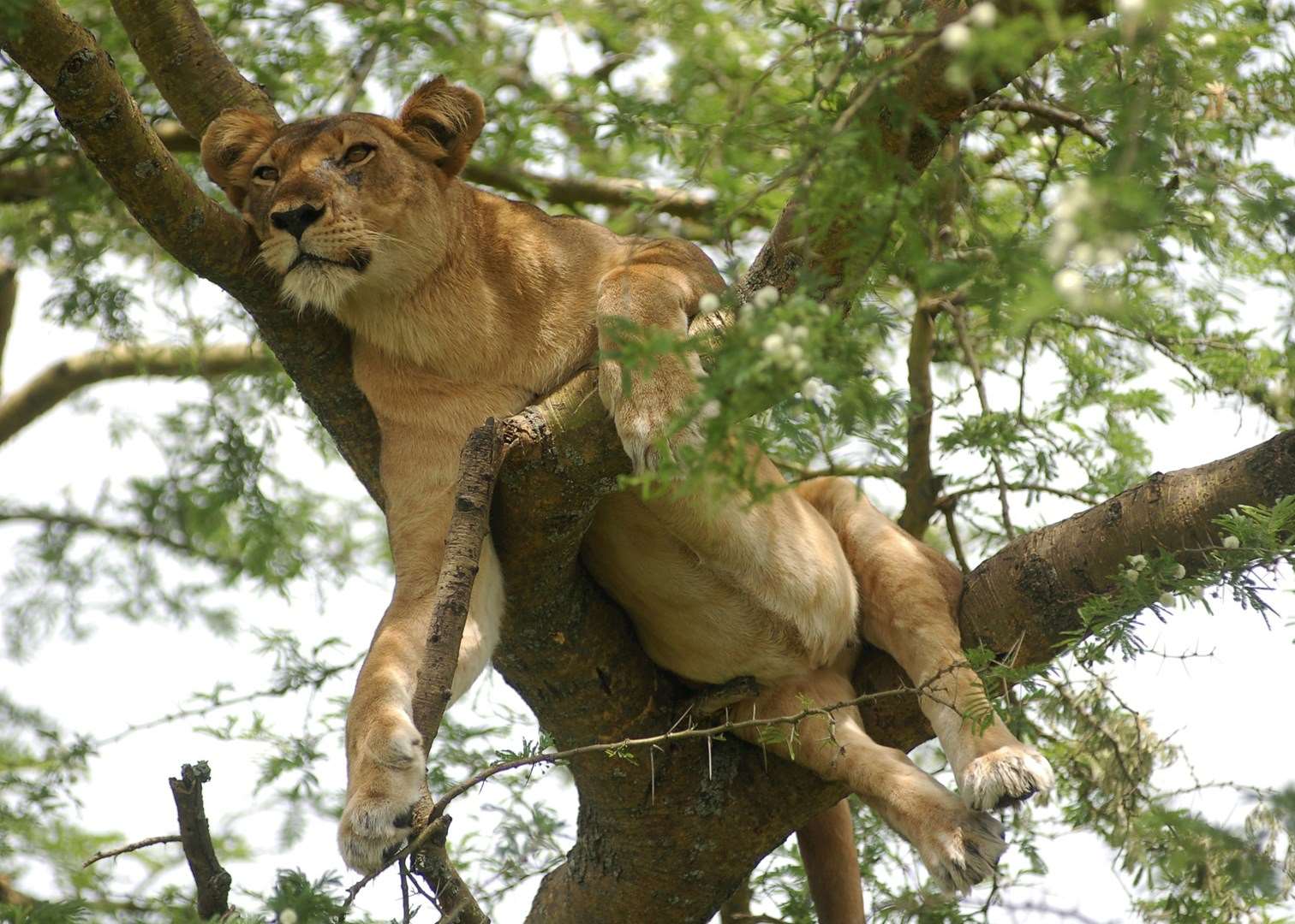 Tree-climbing lion, Ishasha