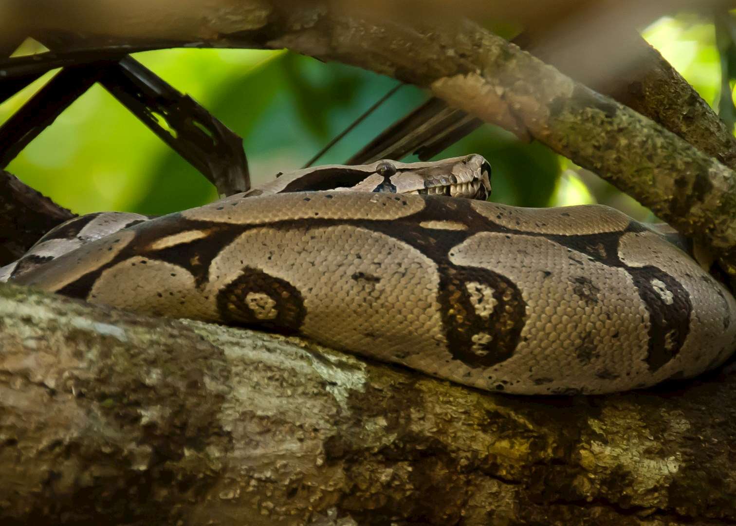 Red tail boa onstrictor in the southern Brazilian Amazon
