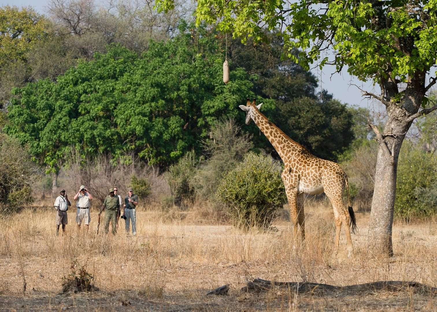 Walking safari in the South Luangwa National Park