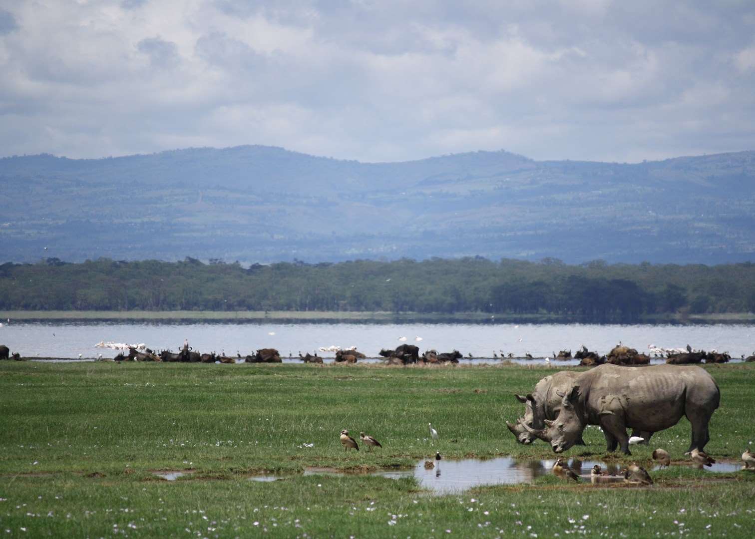 White Rhino, Lake Nakuru, Kenya
