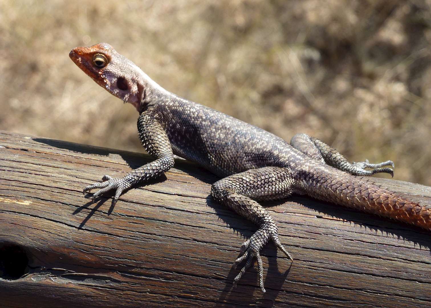 Namibian rock agama lizard, Erongo Mountains