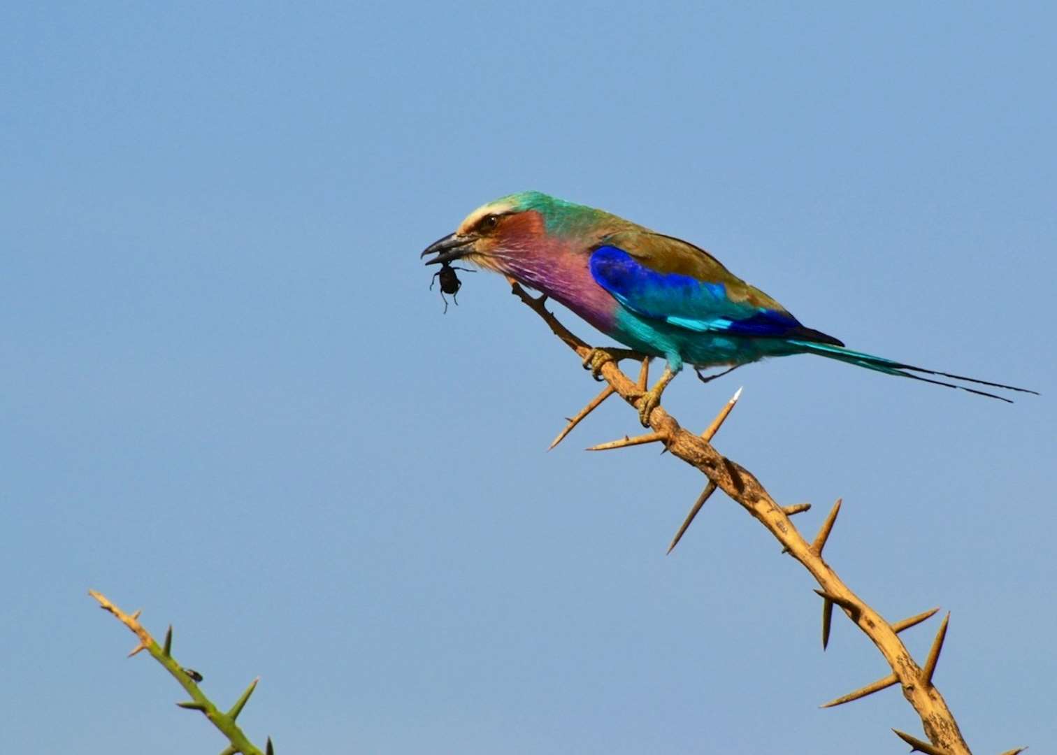 Lilac-breasted roller enjoying a bug breakfast, Serengeti