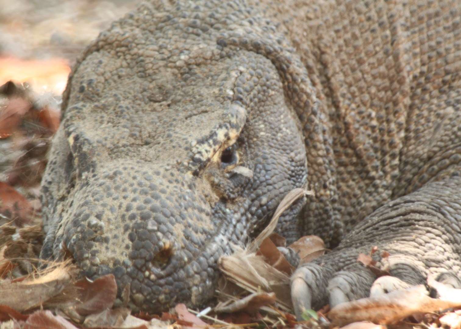 Komodo Dragon, Indonesia