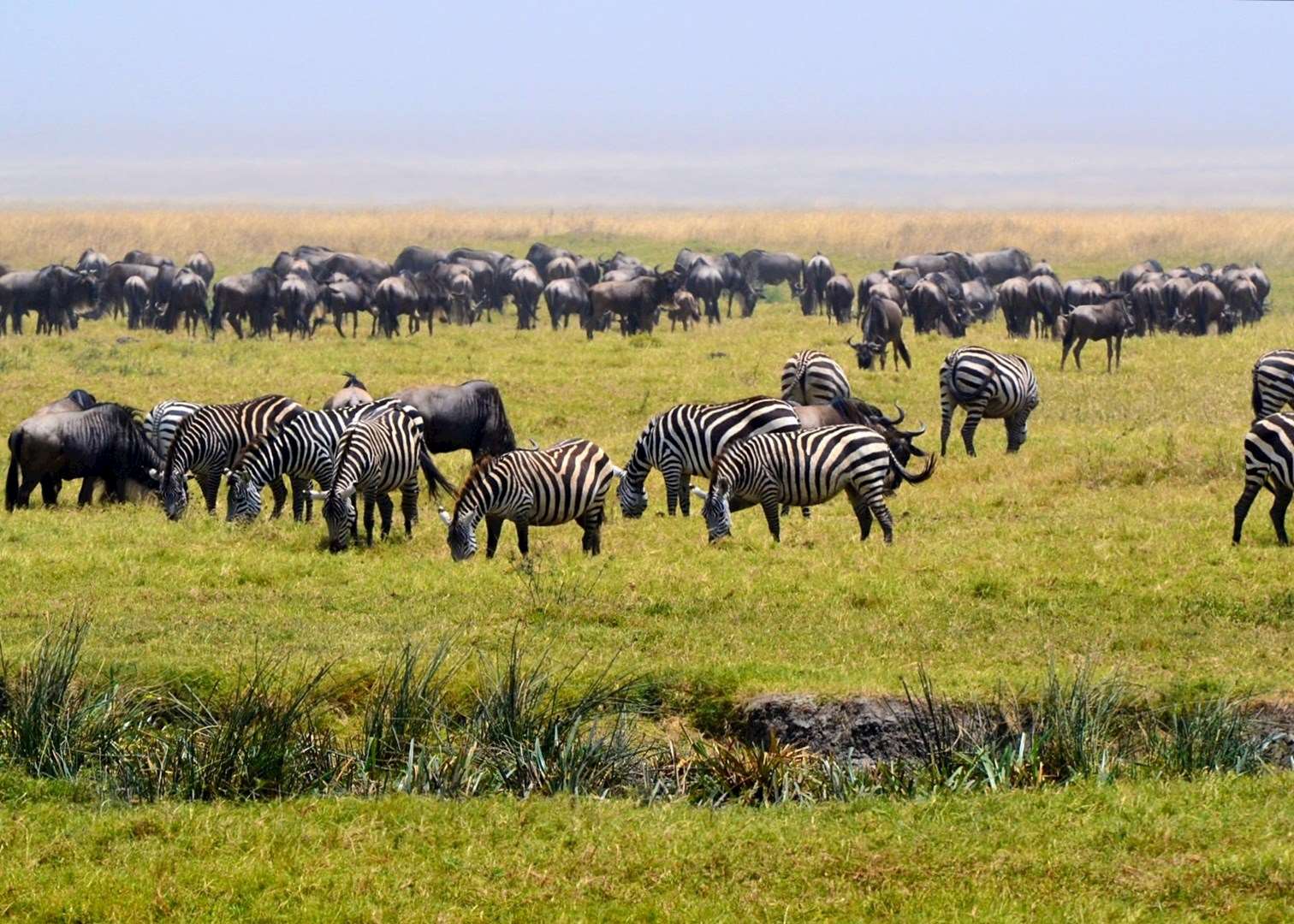 Zebra and wildebeest in the Ngorongoro Crater
