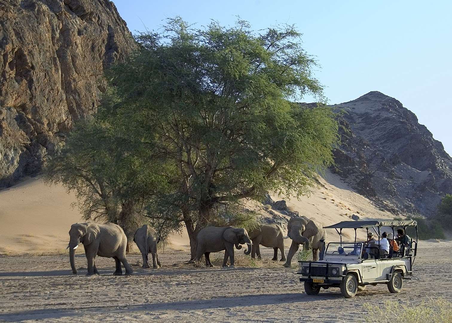 Desert elephant in Damaraland, Namibia