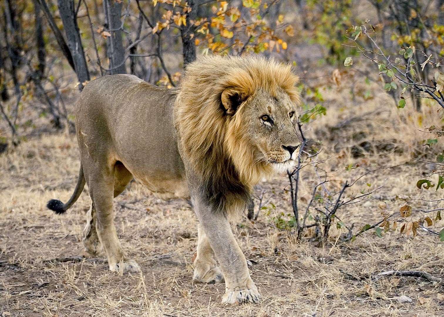 Lion in Etosha, Namibia