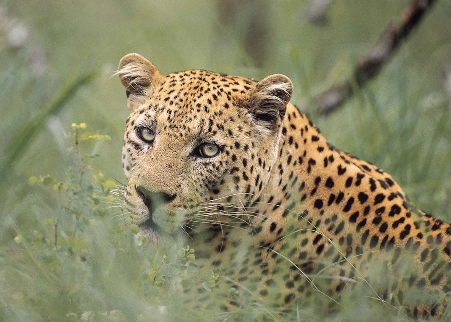 Leopard seen on an Uncharted Africa mobile safari, Moremi Wildlife Reserve