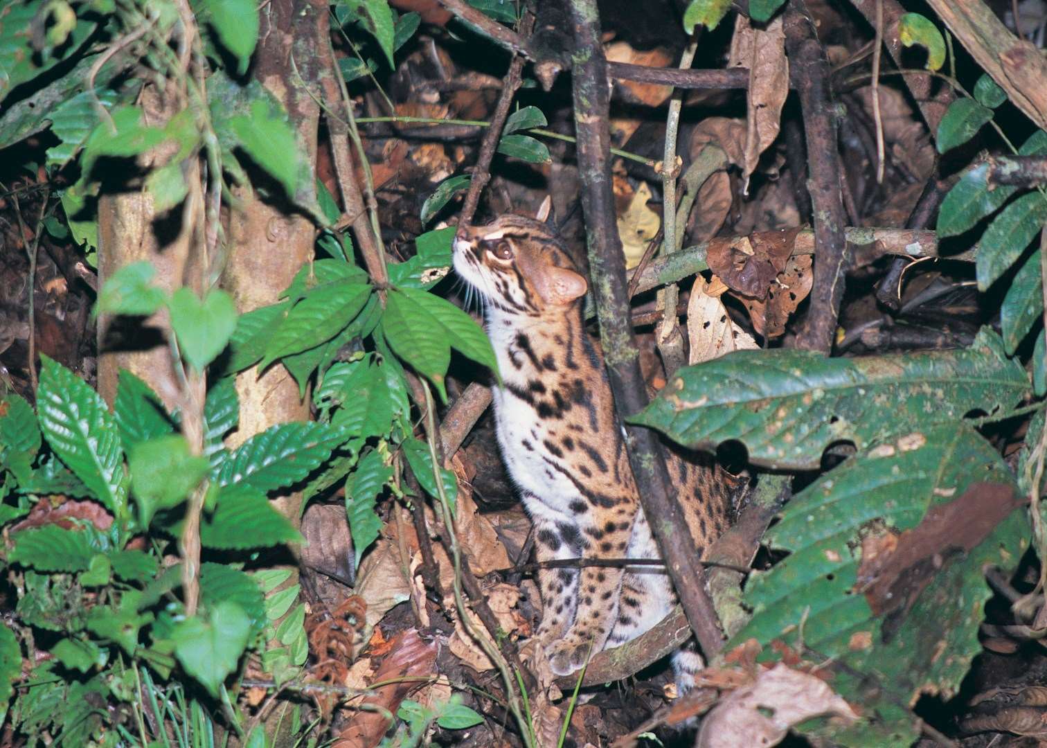 Leopard cat, Danum Valley, Malaysian Borneo