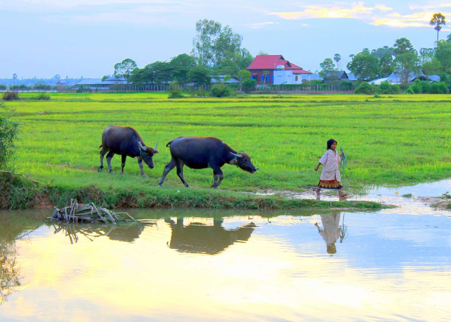 Young Cambodian Girl leading water buffalo, Cambodian countryside, Siem Reap, Cambodia