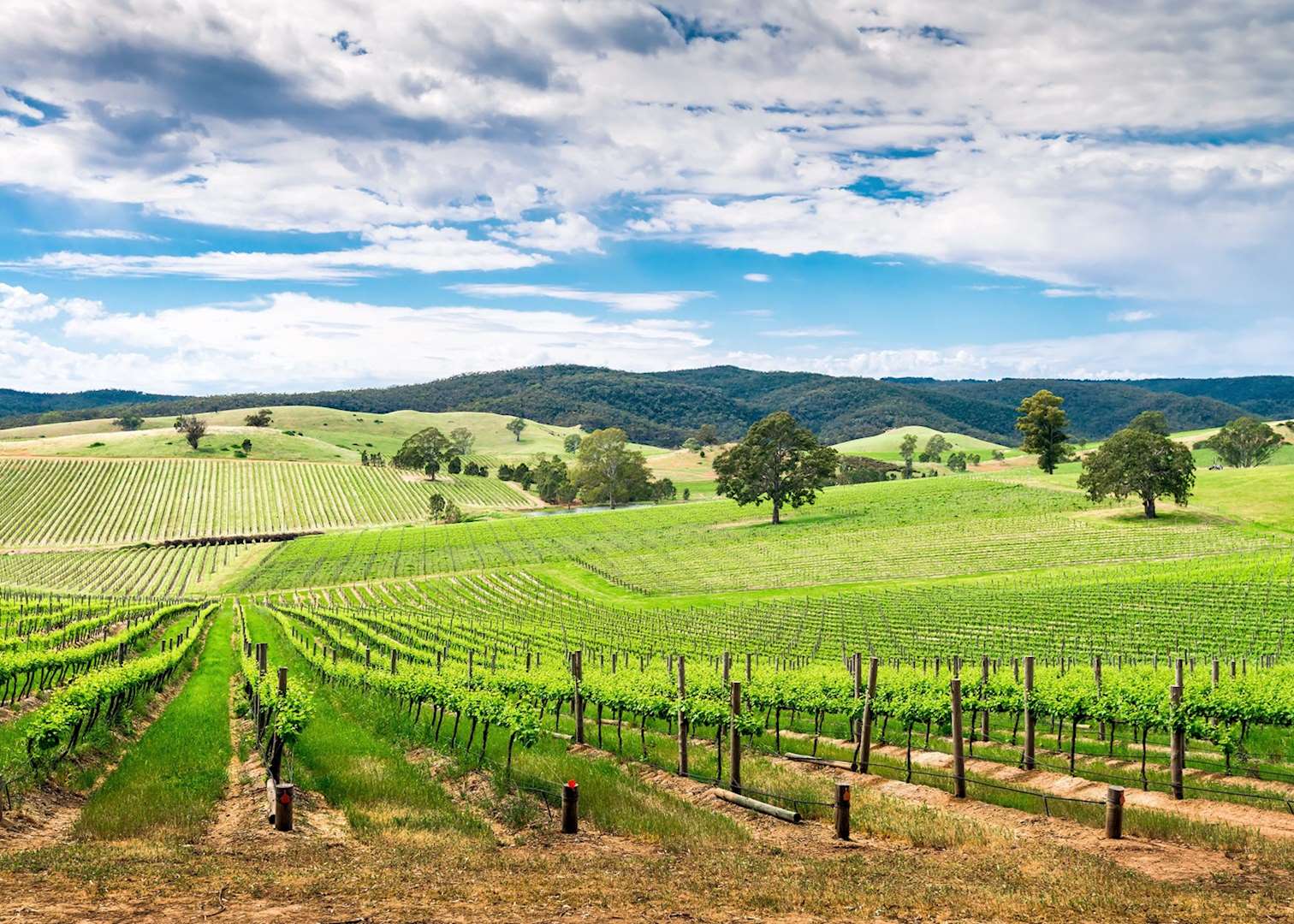 Barossa Valley, Barossa Valley