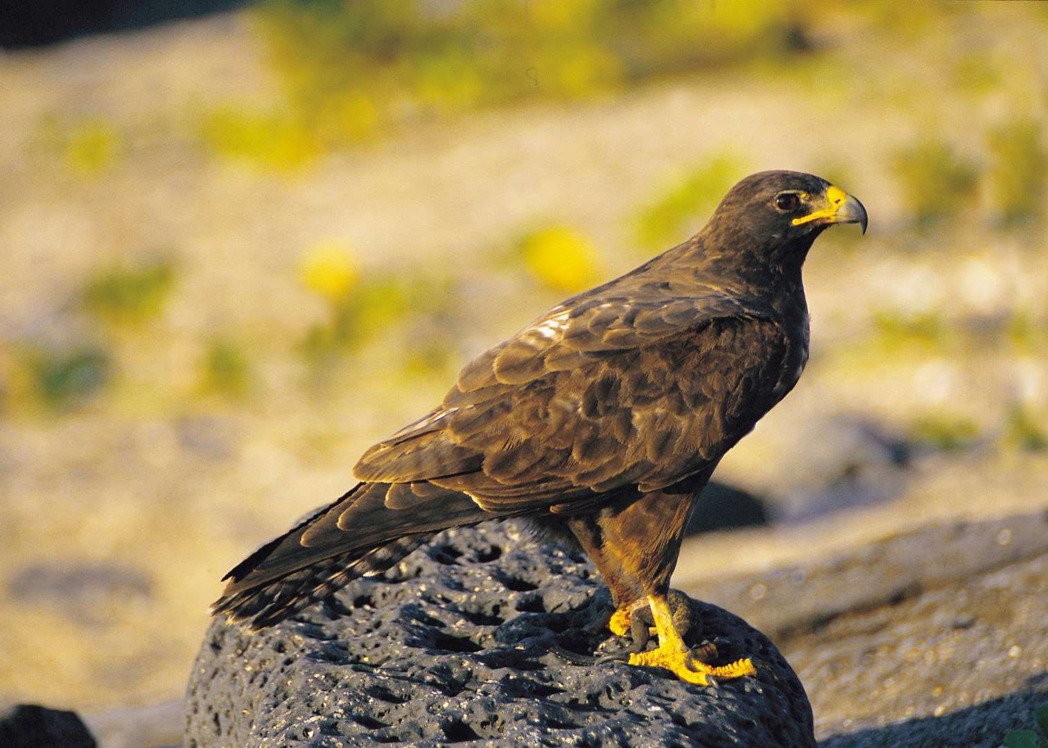 Galapagos hawk, Galapagos Islands