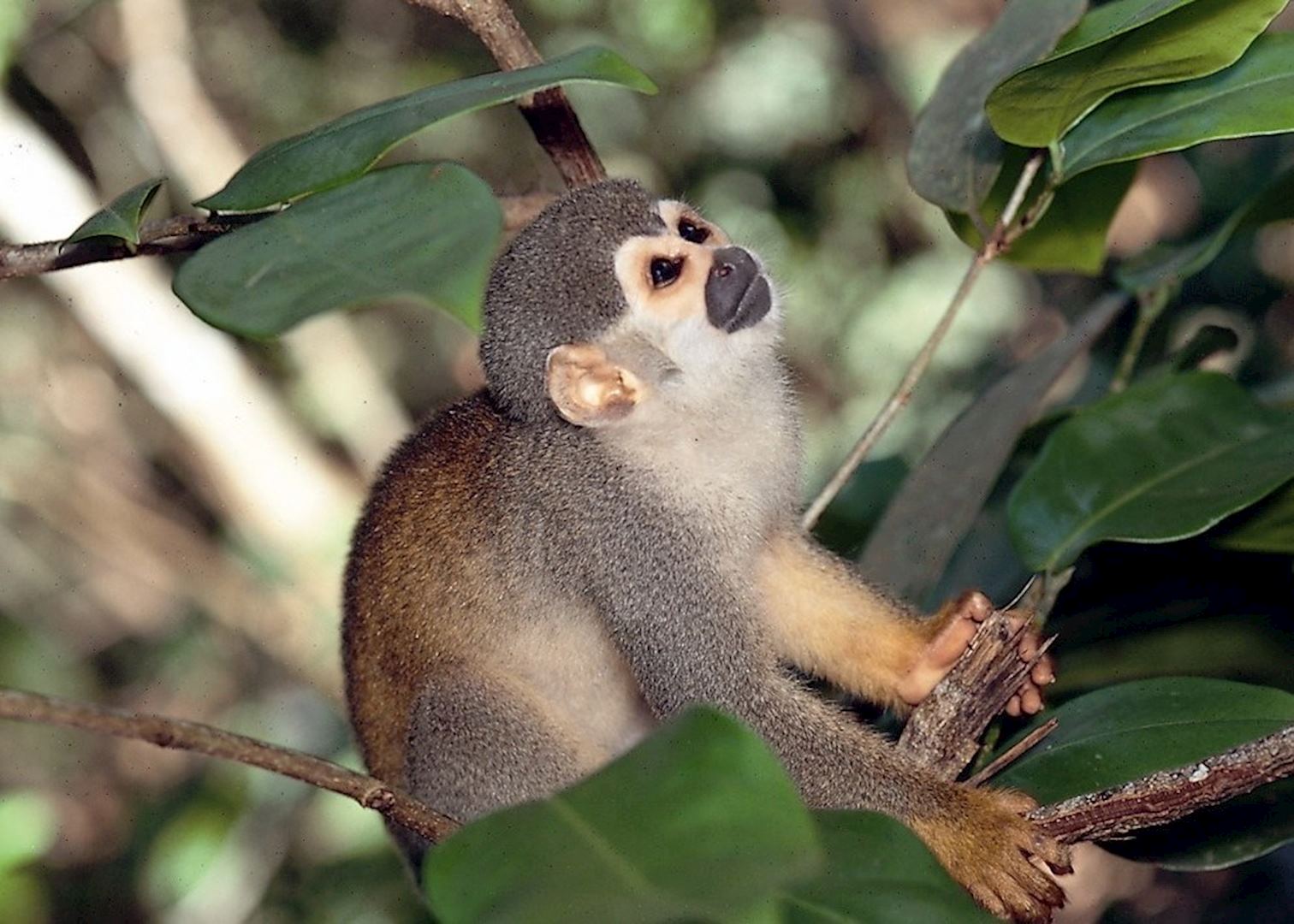 Amazon Eco Park, Amazon Rainforest Audley Travel