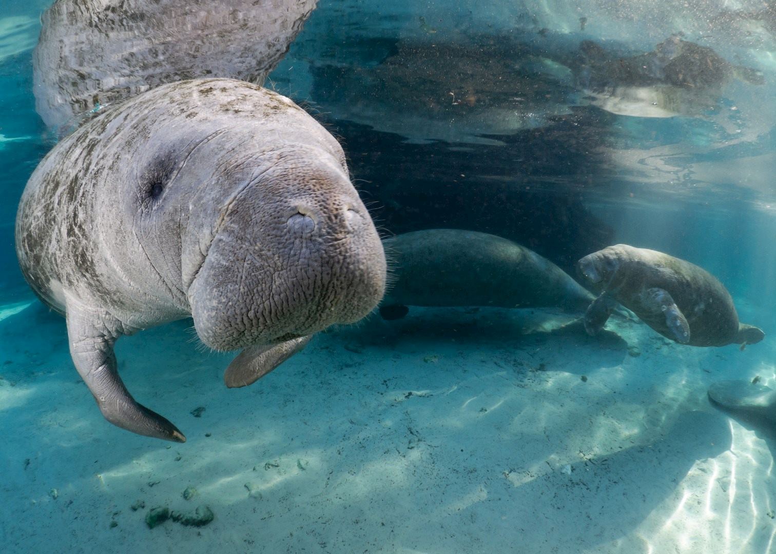 Visit Crystal River on a trip to The USA | Audley Travel