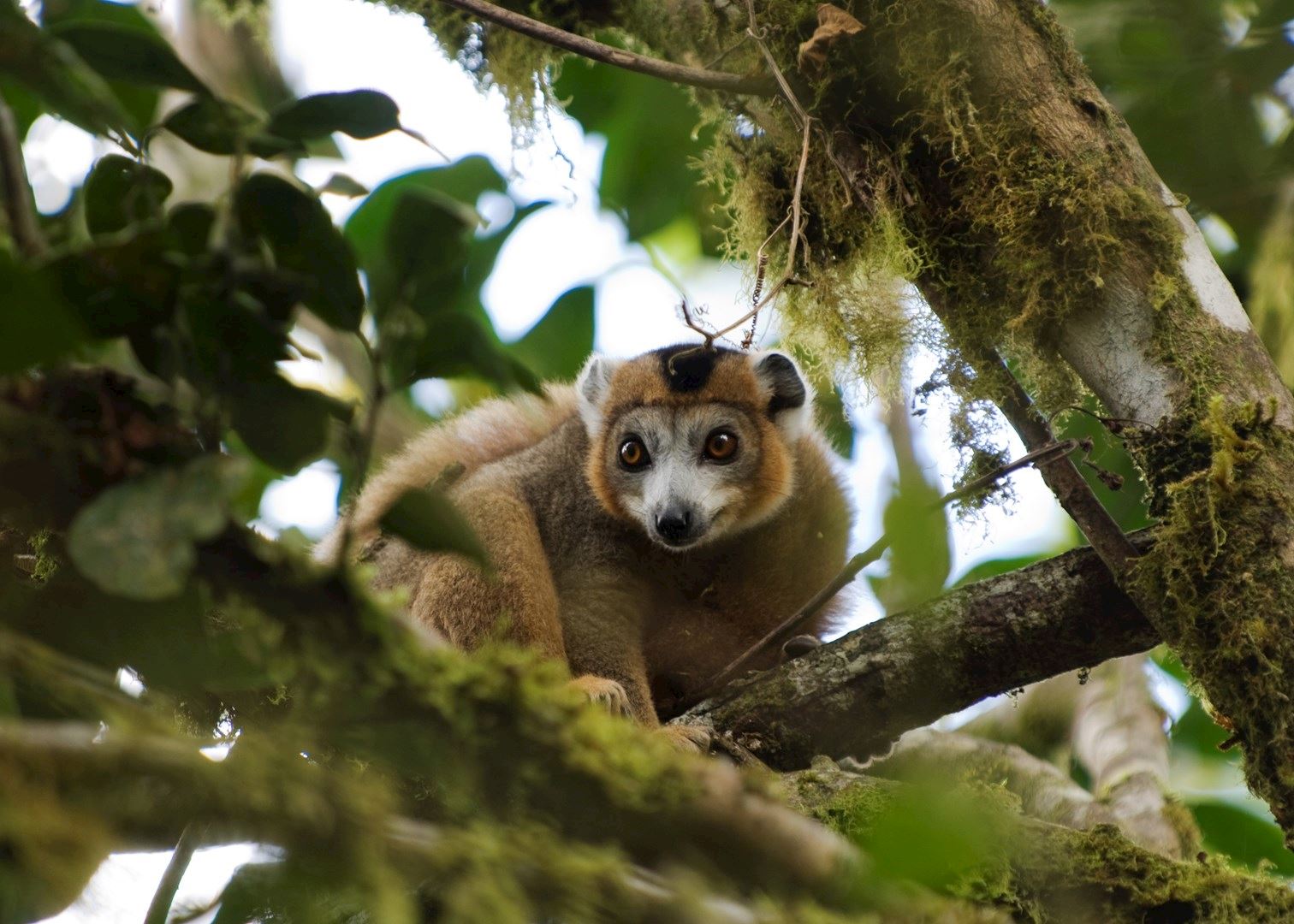 Crowned lemur, Amber Mountain National Park (Montagne D'Ambre), Madagascar Crowned lemur, Amber Mountain National Park (Montagne D'Ambre), Madagascar