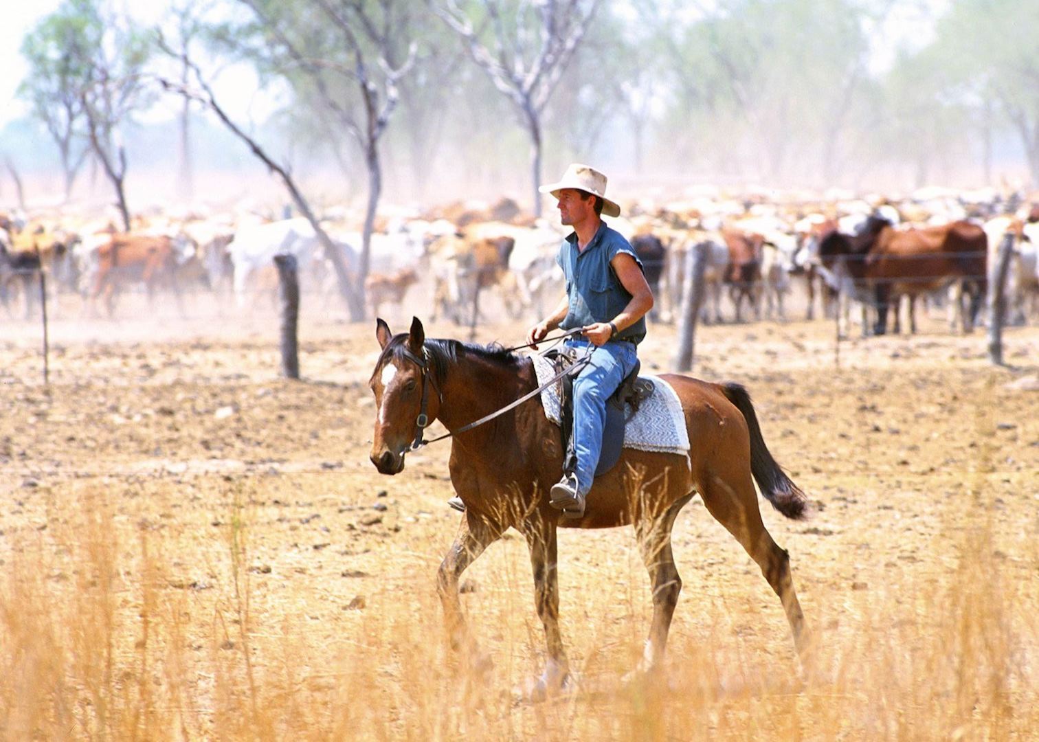 The Great Australian Cattle Drive Audley Travel