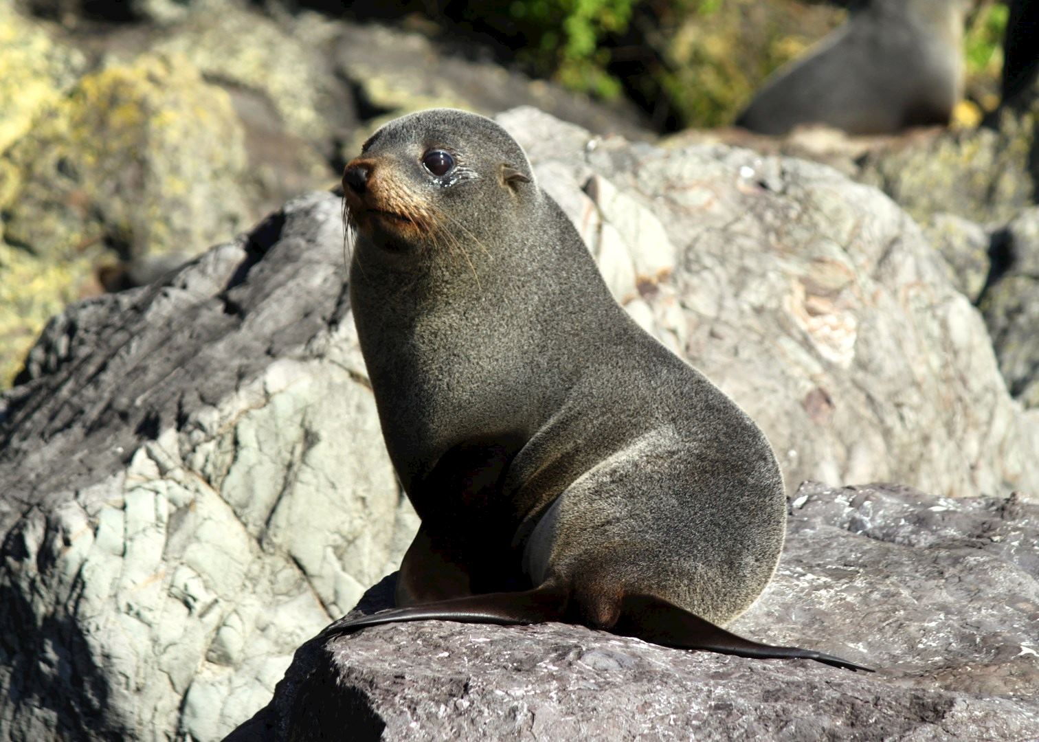 Lake Moeraki Wilderness Lodge Audley Travel