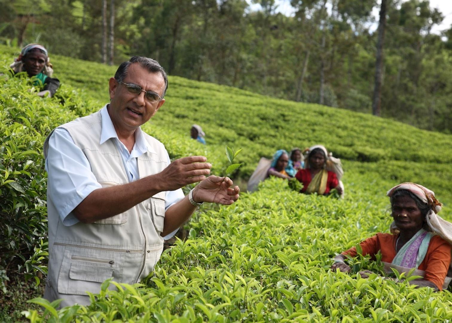 Tea Estate Visit, Sri Lanka | Audley Travel