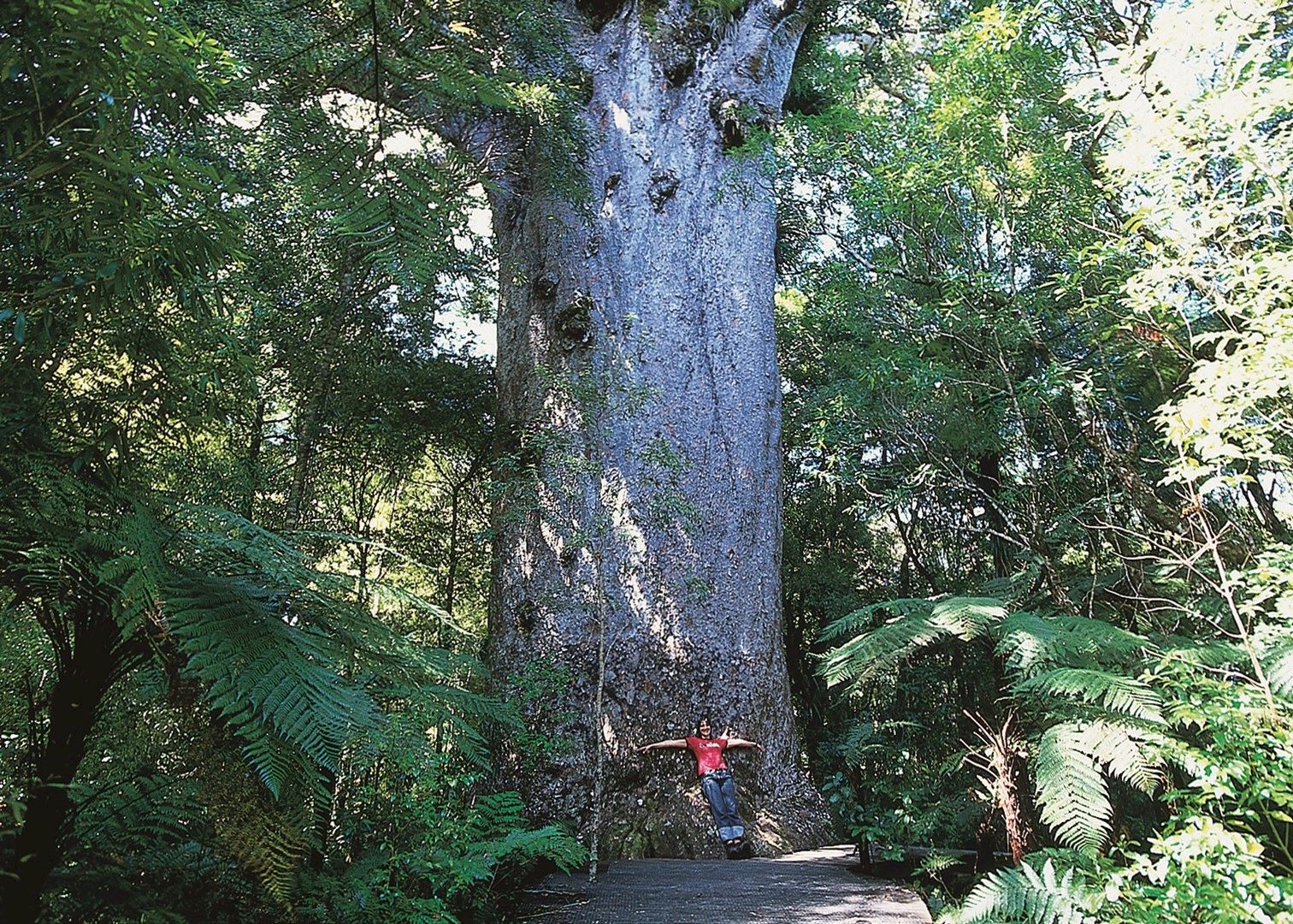 Tane Mahuta, the Kauri Coast Tane Mahuta, the Kauri Coast