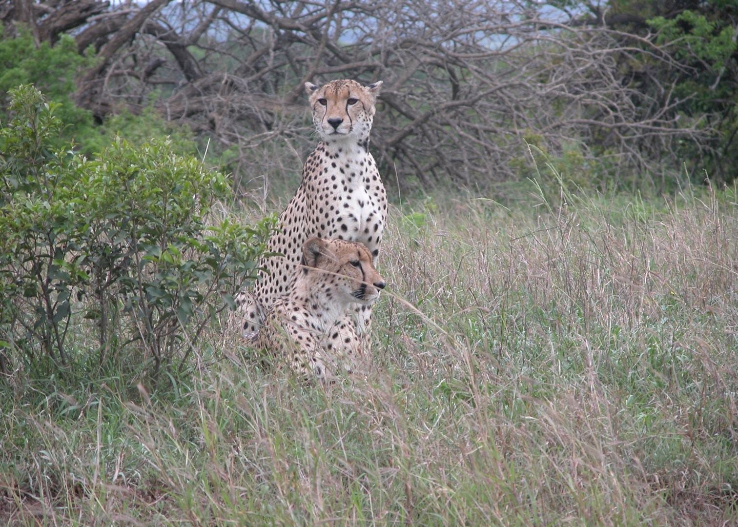 Phinda Private Game Reserve South Africa Audley Travel