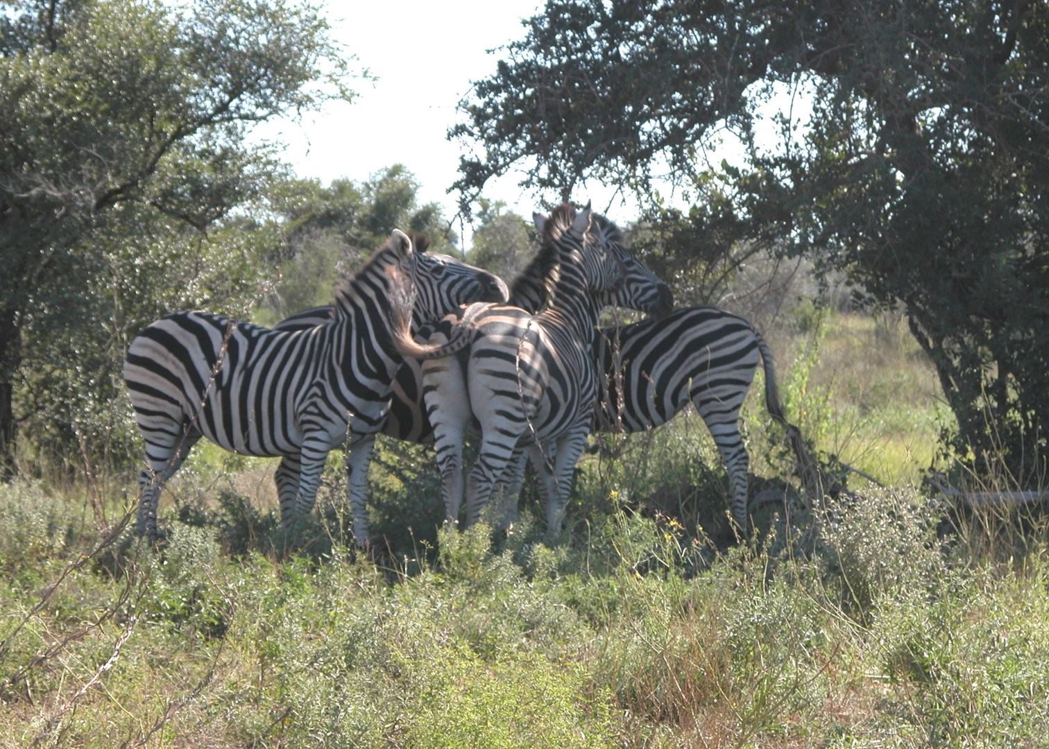 Visit Kruger National Park South Africa Audley Travel