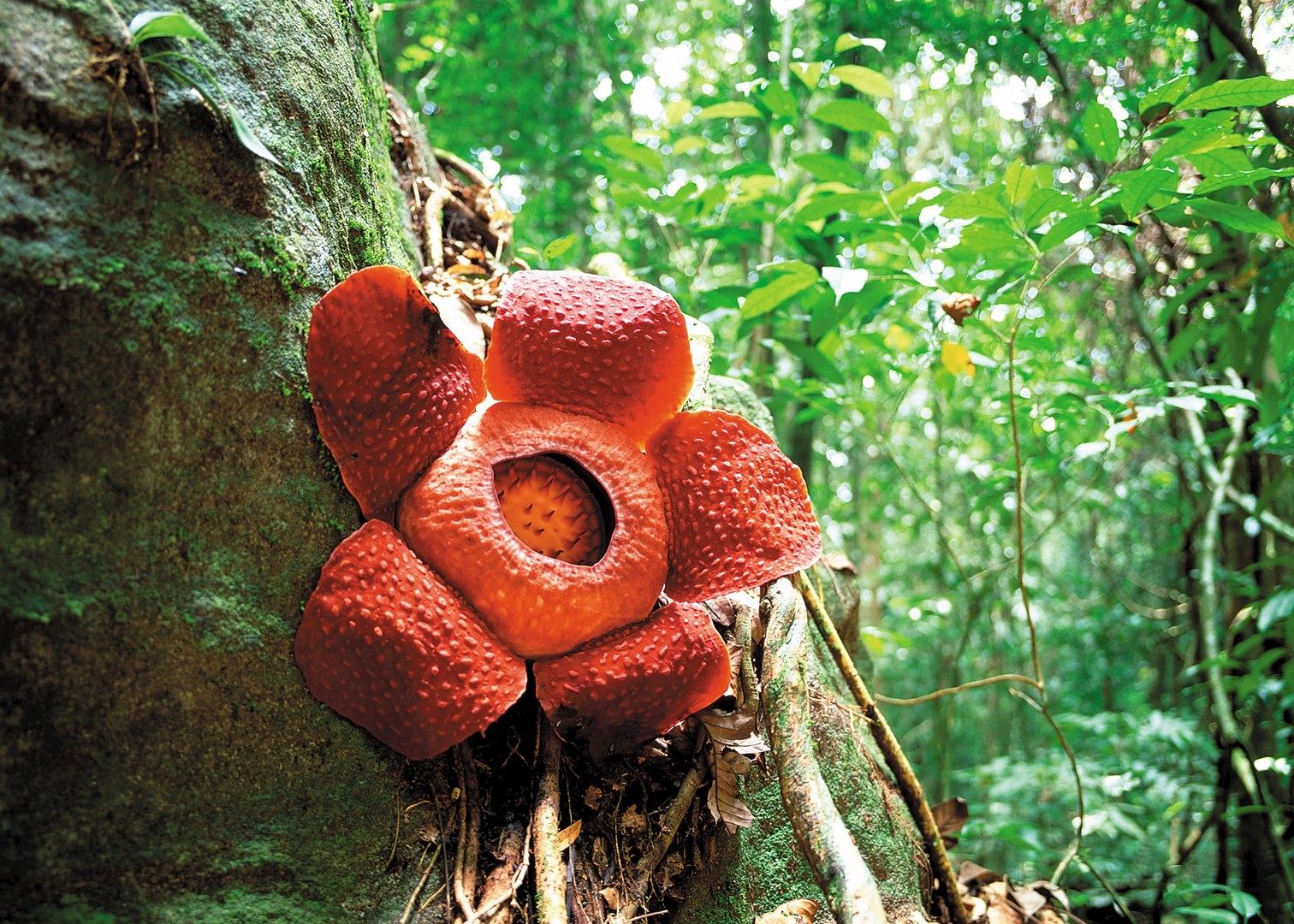 World's Most Unusual Plants and Trees Audley Travel