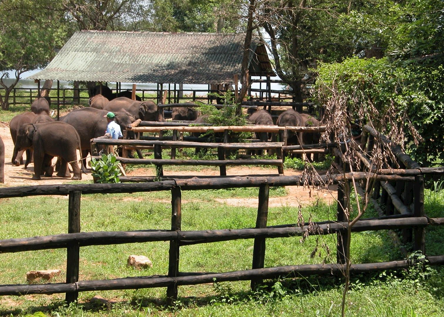 elephant transit center sri lanka Find elephants sri lanka stock images in hd and millions sri lanka - mother asian elephant protects here baby elephants from tourist safari elephant transit. elephant transit center sri lanka Find elephants sri lanka stock images in hd and millions sri lanka - mother asian elephant protects here baby elephants from tourist safari elephant transit.