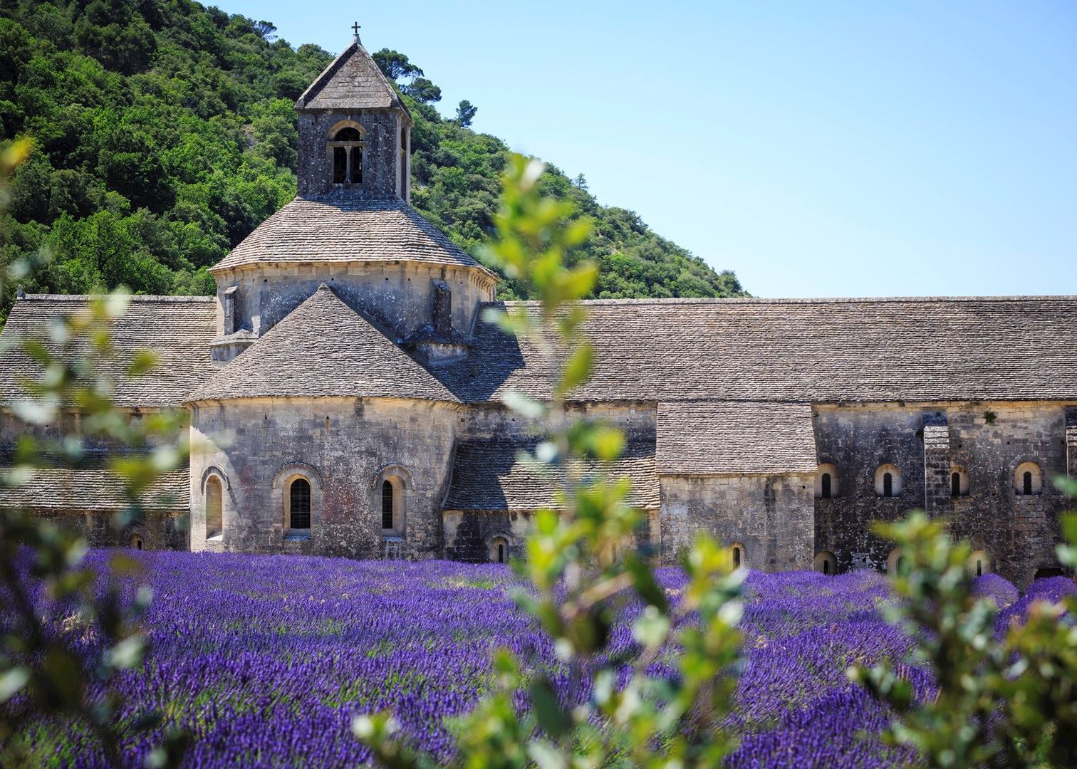 Lavender fields of Abbaye de Sénaque, Provence