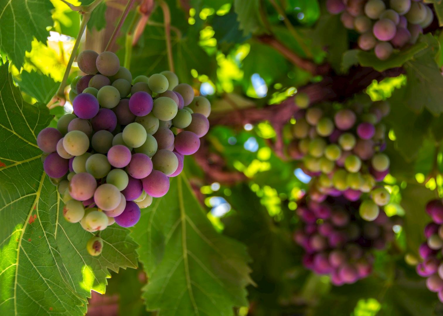 Loire Valley wine tour Audley Travel