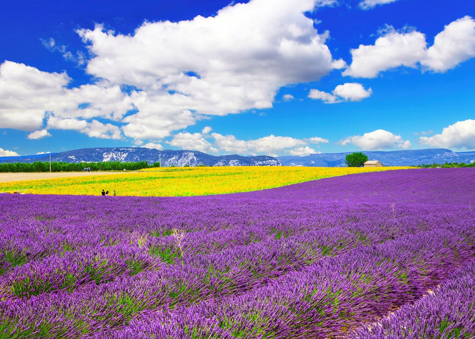 Lavender fields at Abbaye de Sénanque, Les Bories and Gordes village Audley Travel