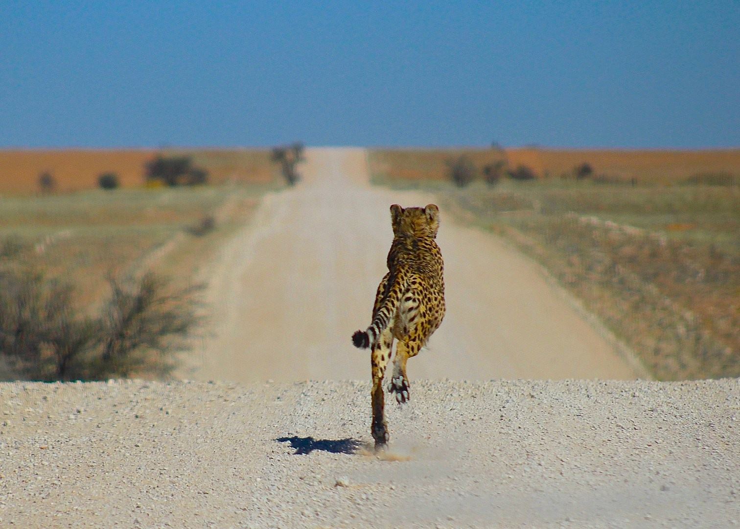 Namibia Self Drive Family Safari Audley Travel
