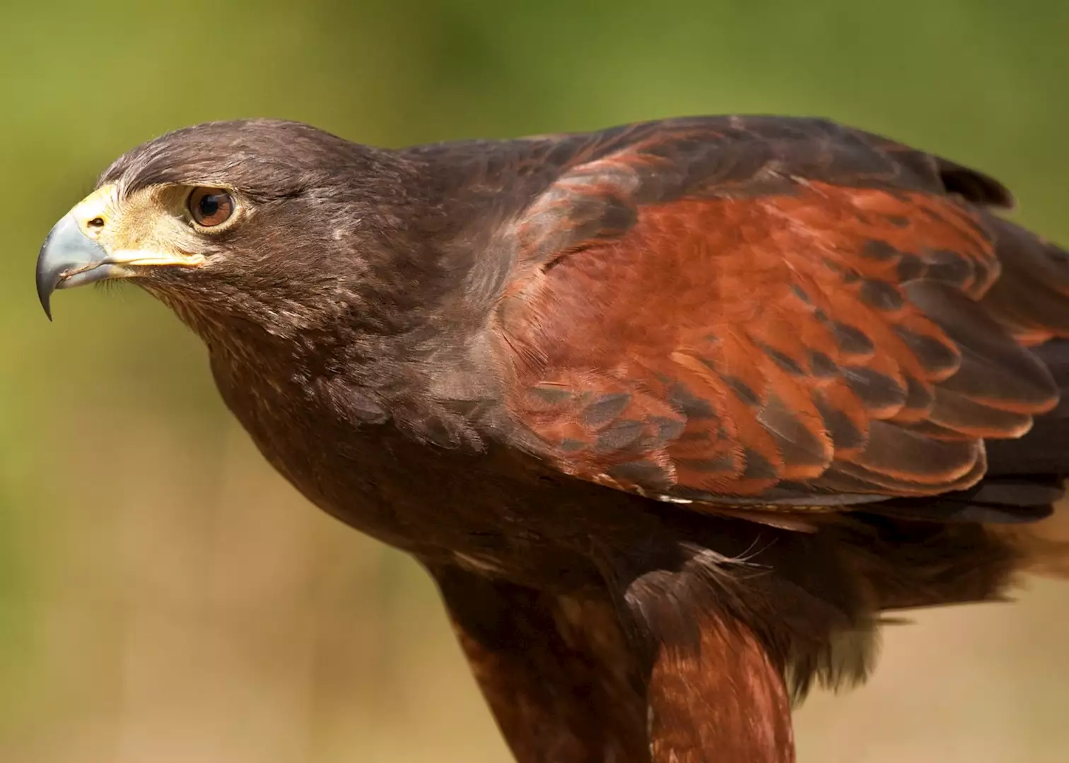 Islay Wildlife Cruise Audley Travel