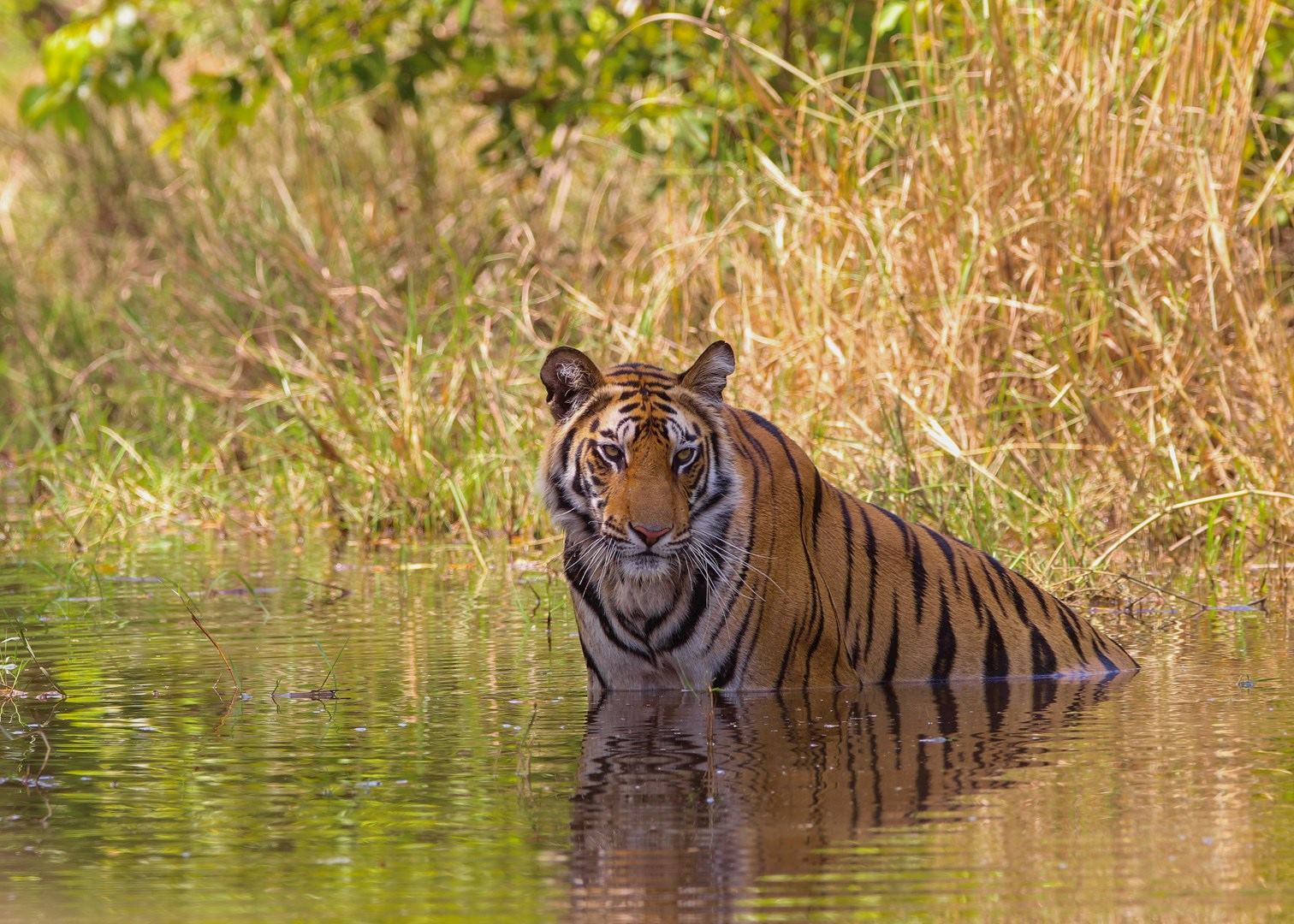 Visit Bandhavgarh National Park, India | Audley Travel