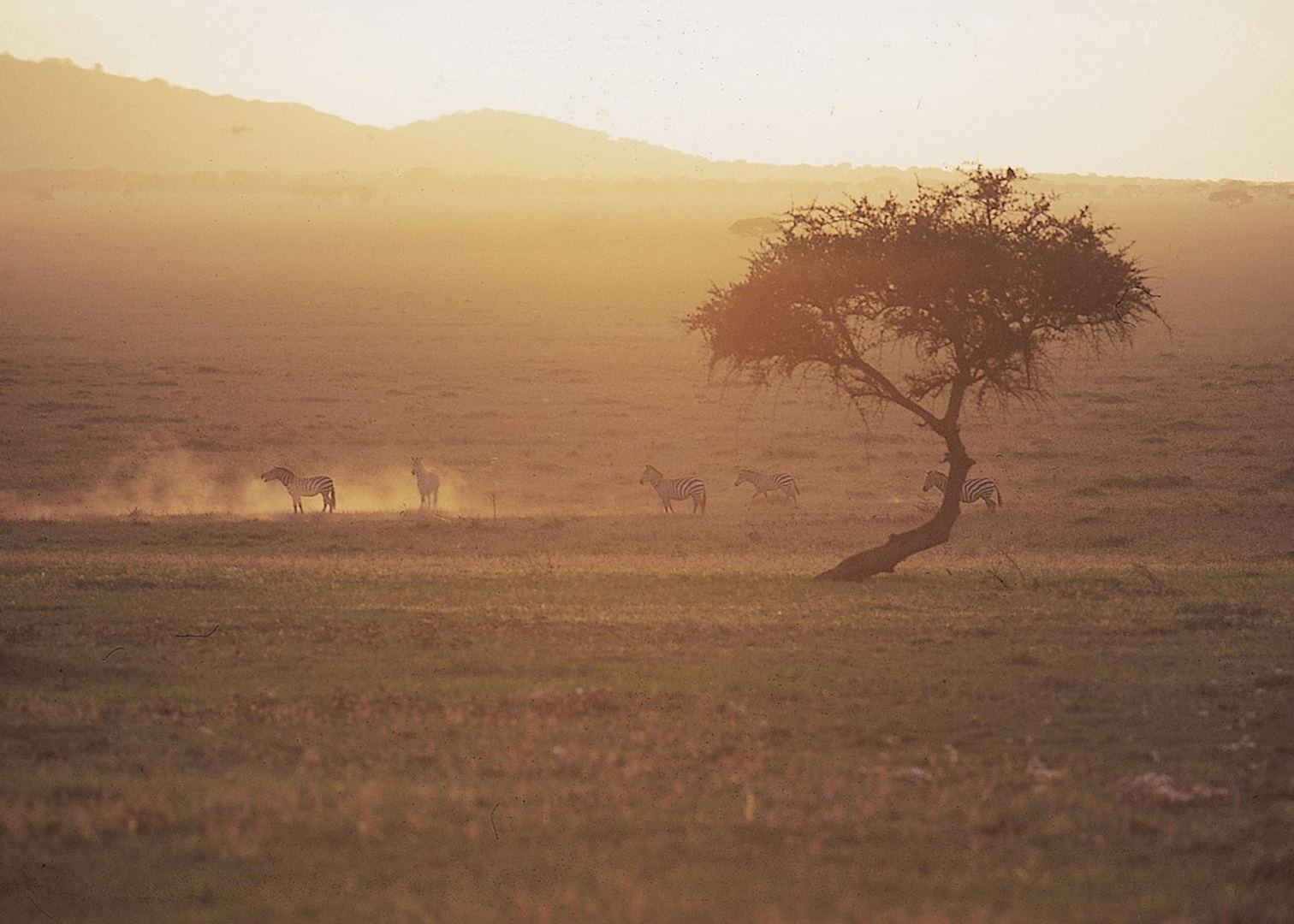 Serengeti National Park, Tanzania