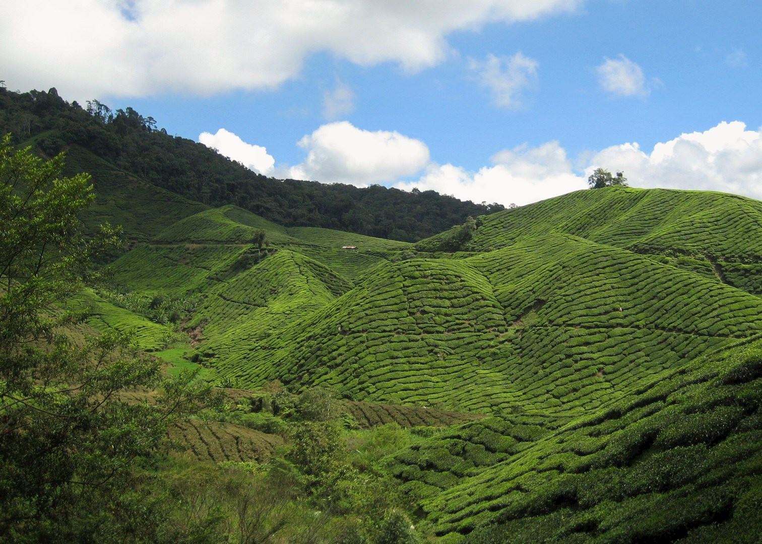 Visit Cameron Highlands On A Trip To Malaysia Audley Travel