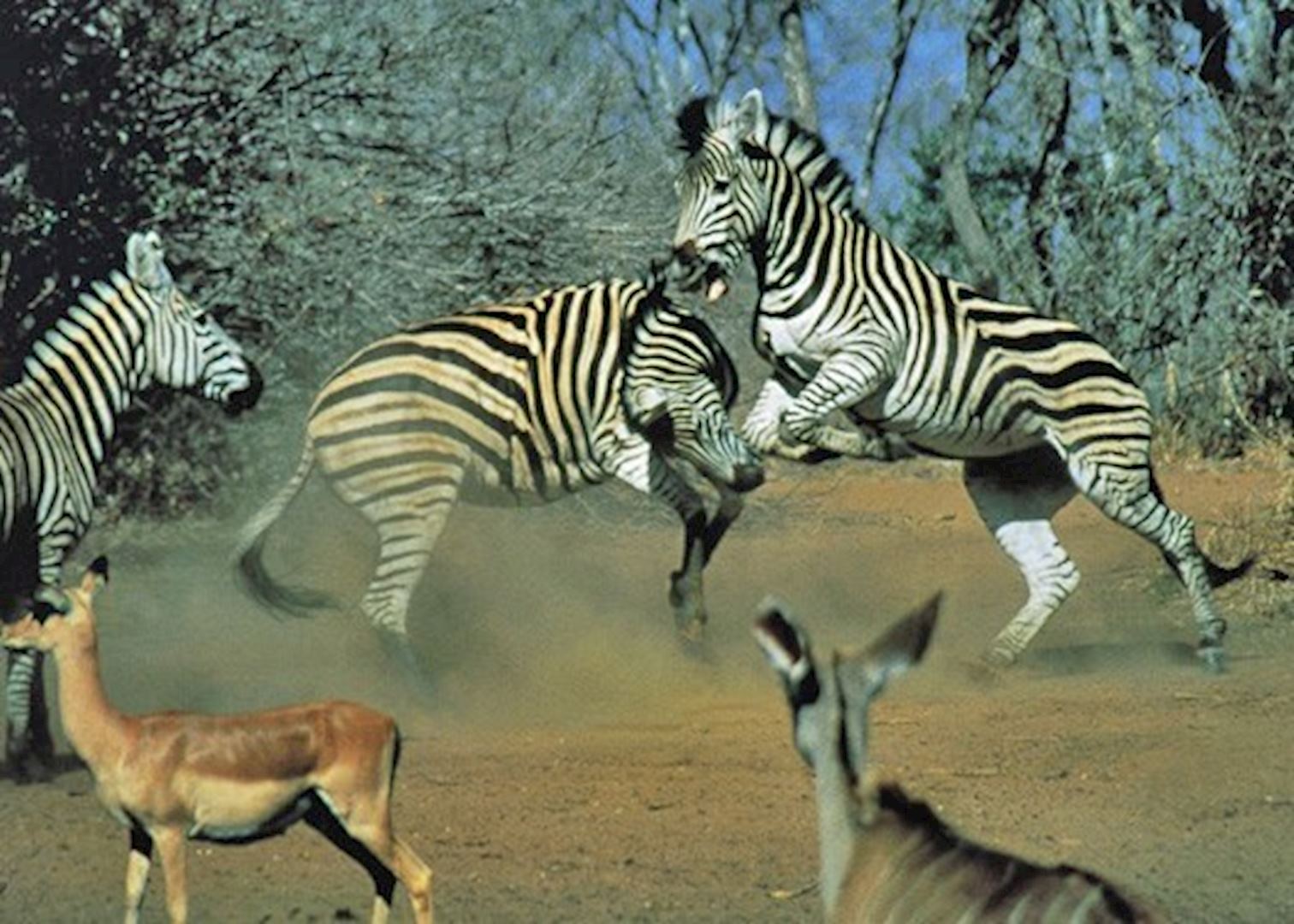 Zebra fighting