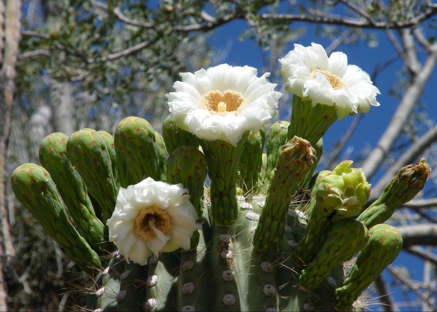 Visit Tucson On A Trip To The Usa Audley Travel