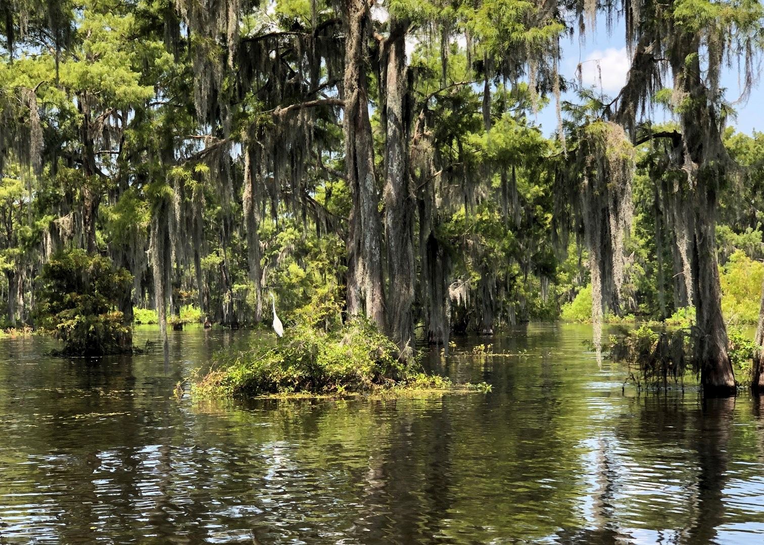swamp tours in cameron louisiana