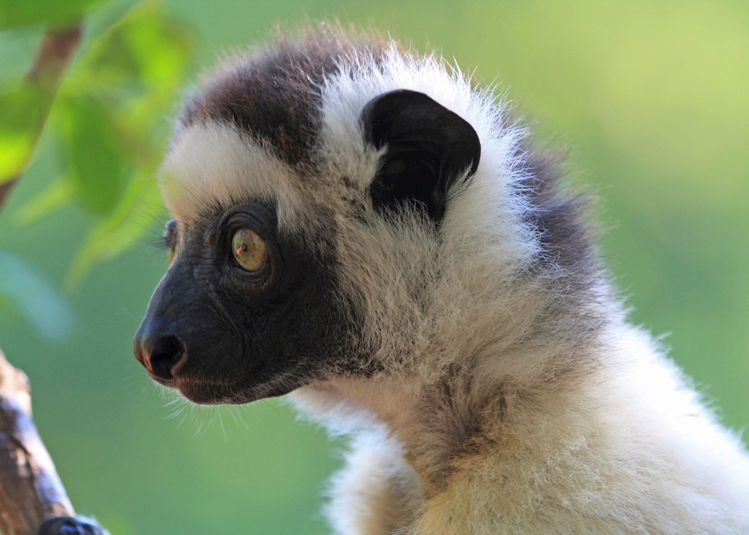Verreaux's Sifaka, Isalo National Park Verreaux's Sifaka, Isalo National Park