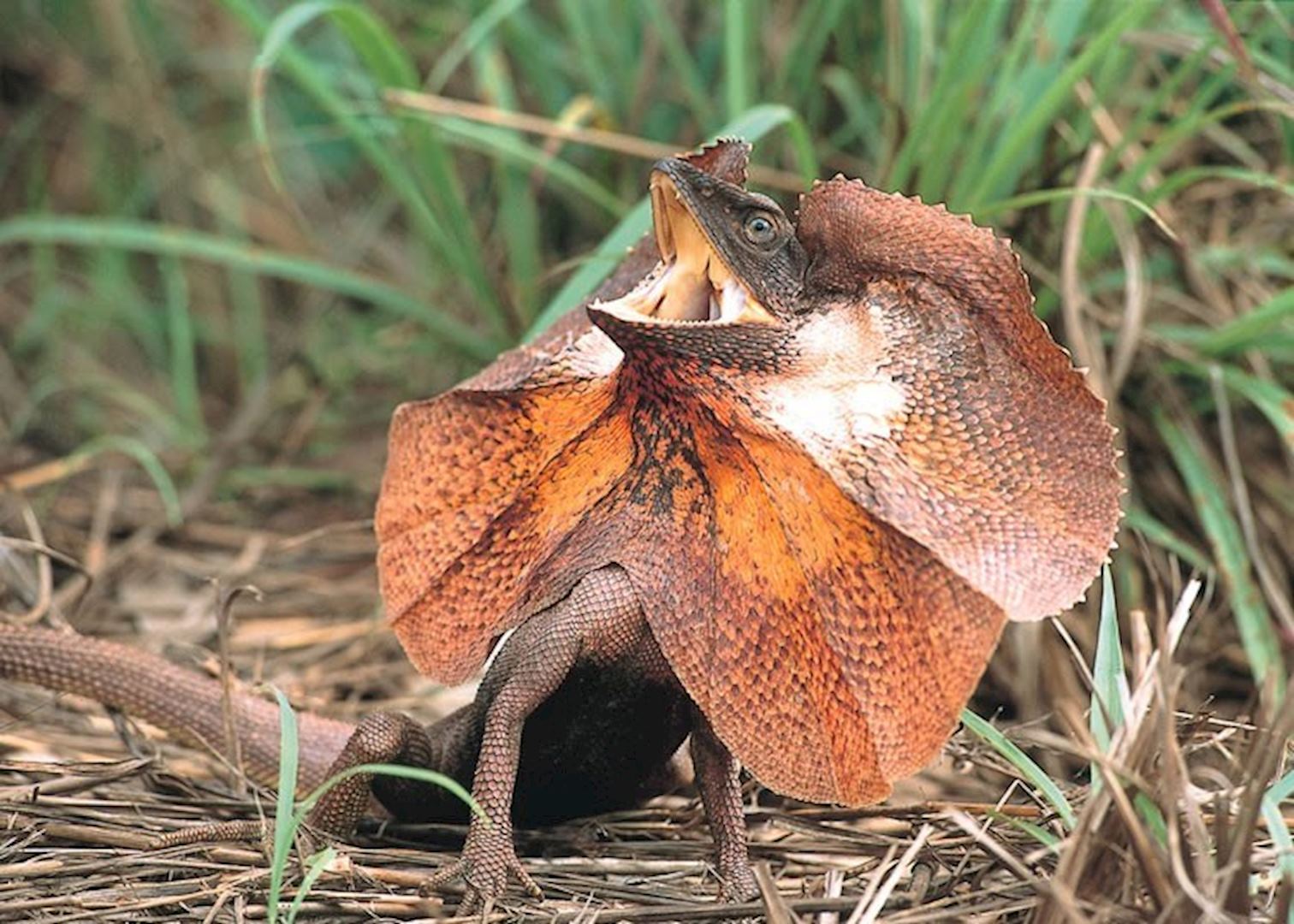 Frilled Neck Lizard, Kakadu National Park