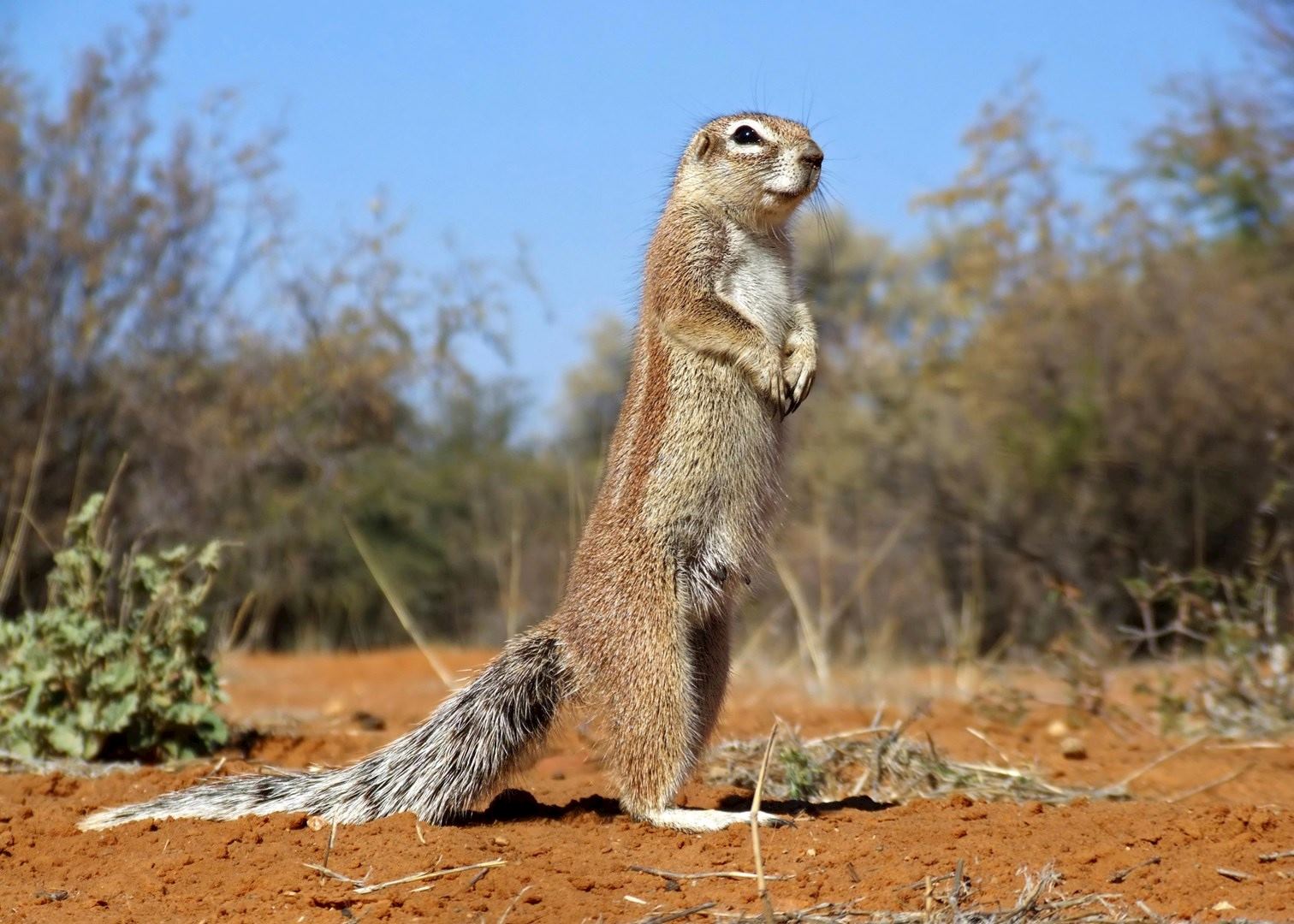 Visit Southern Kalahari on a trip to Namibia Audley Travel