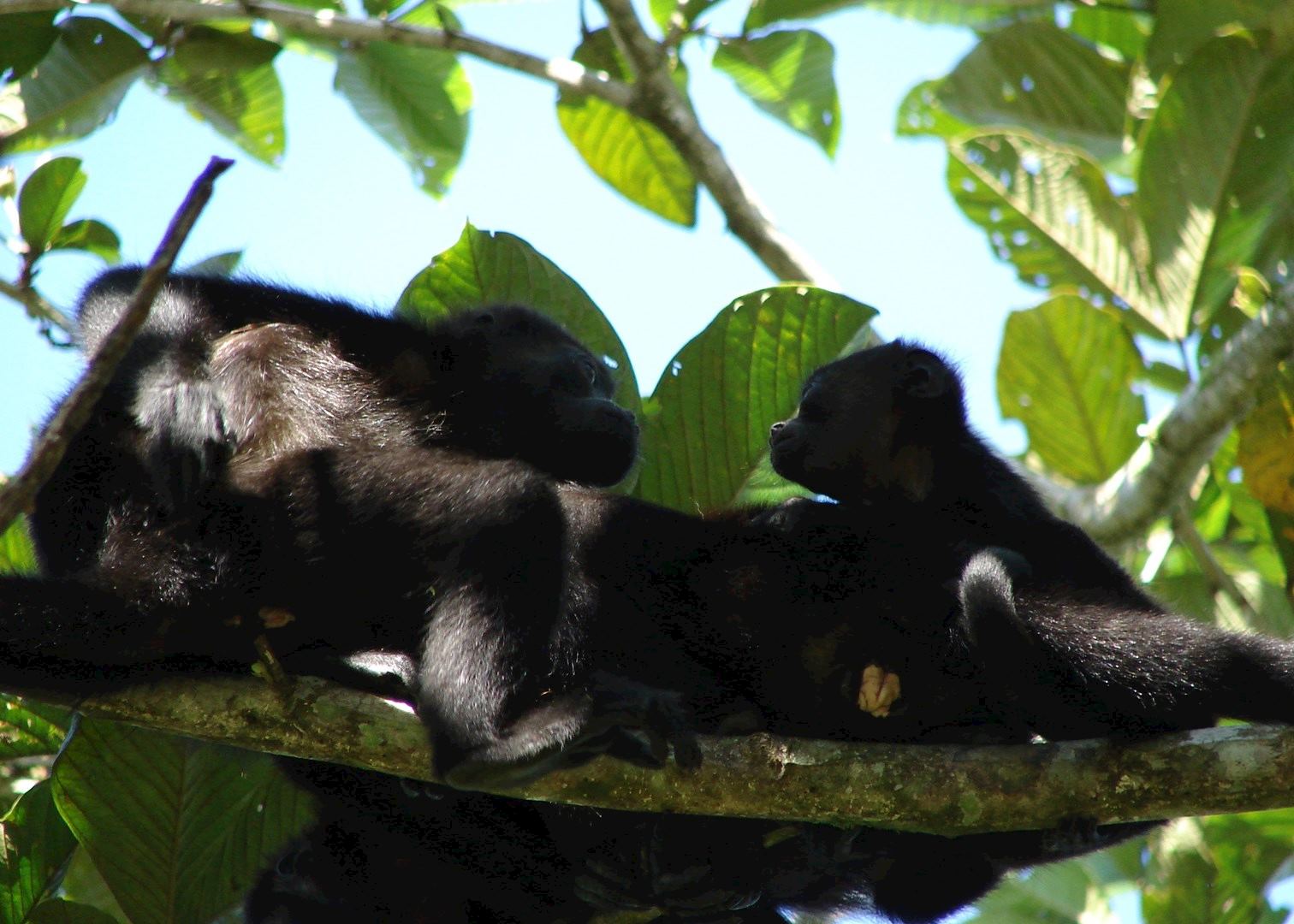 Black Howler Monkey