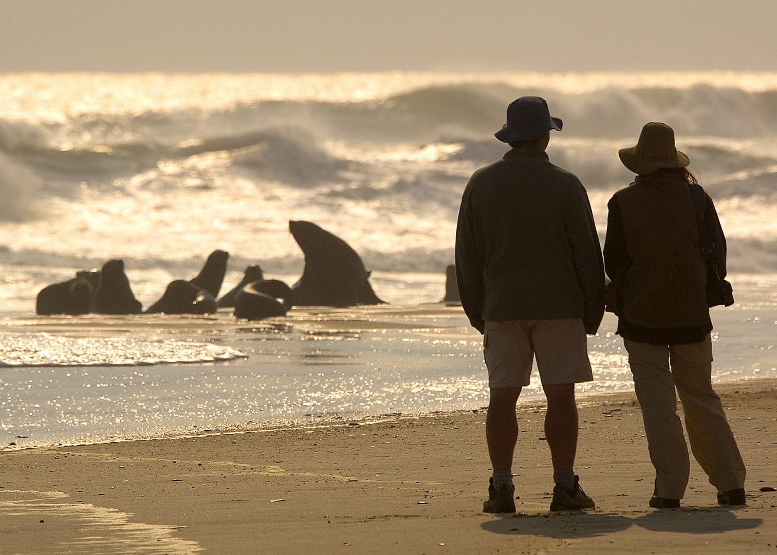 Watching Cape Fur Seals on the Skeleton Coast