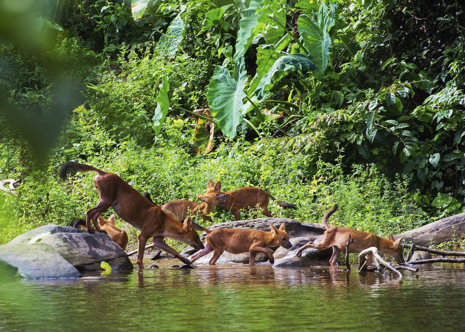 Image result for Khao Yai National Park