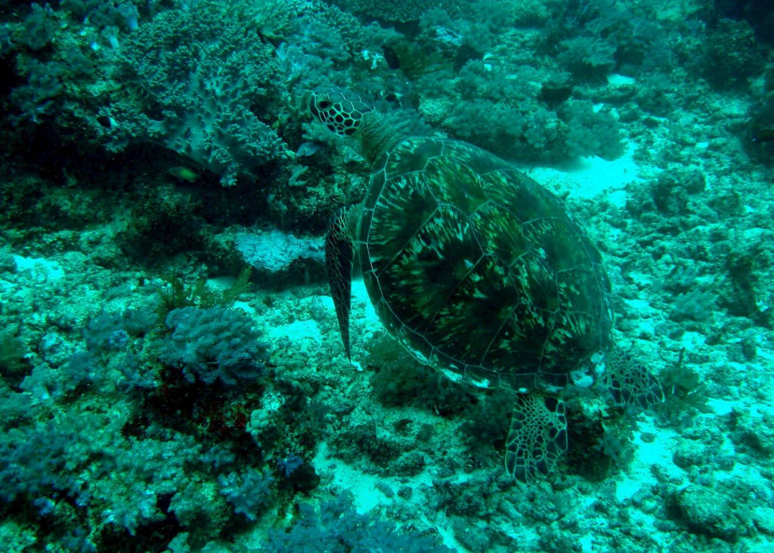 Green Turtle, diving in Mafia