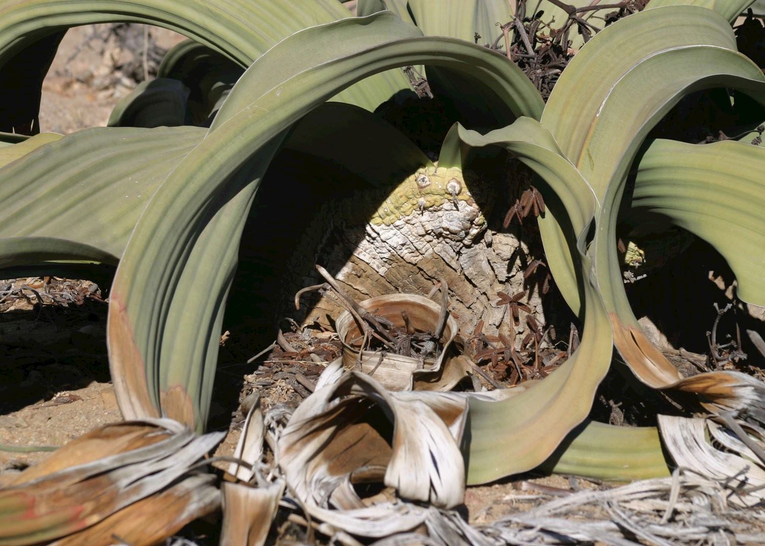 Welwitschia plant in the Namib Desert