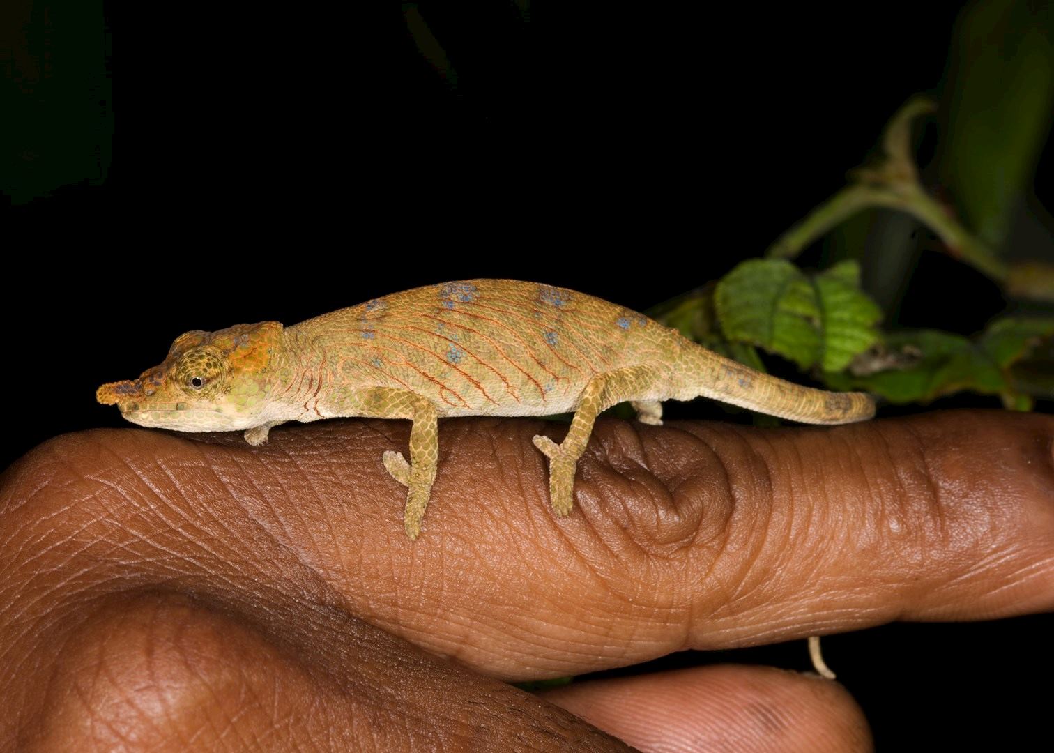 Chameleon, Andasibe-Mantadia National Park, Madagascar