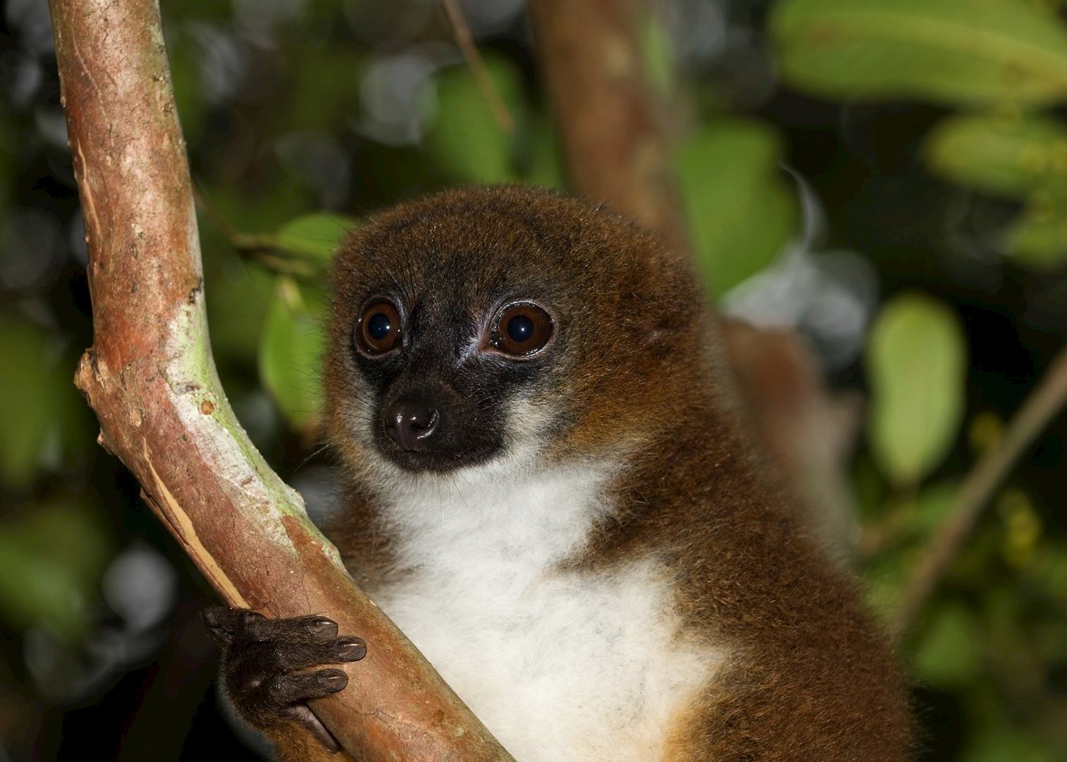 Ranomafana National Park, Madagascar | Audley Travel