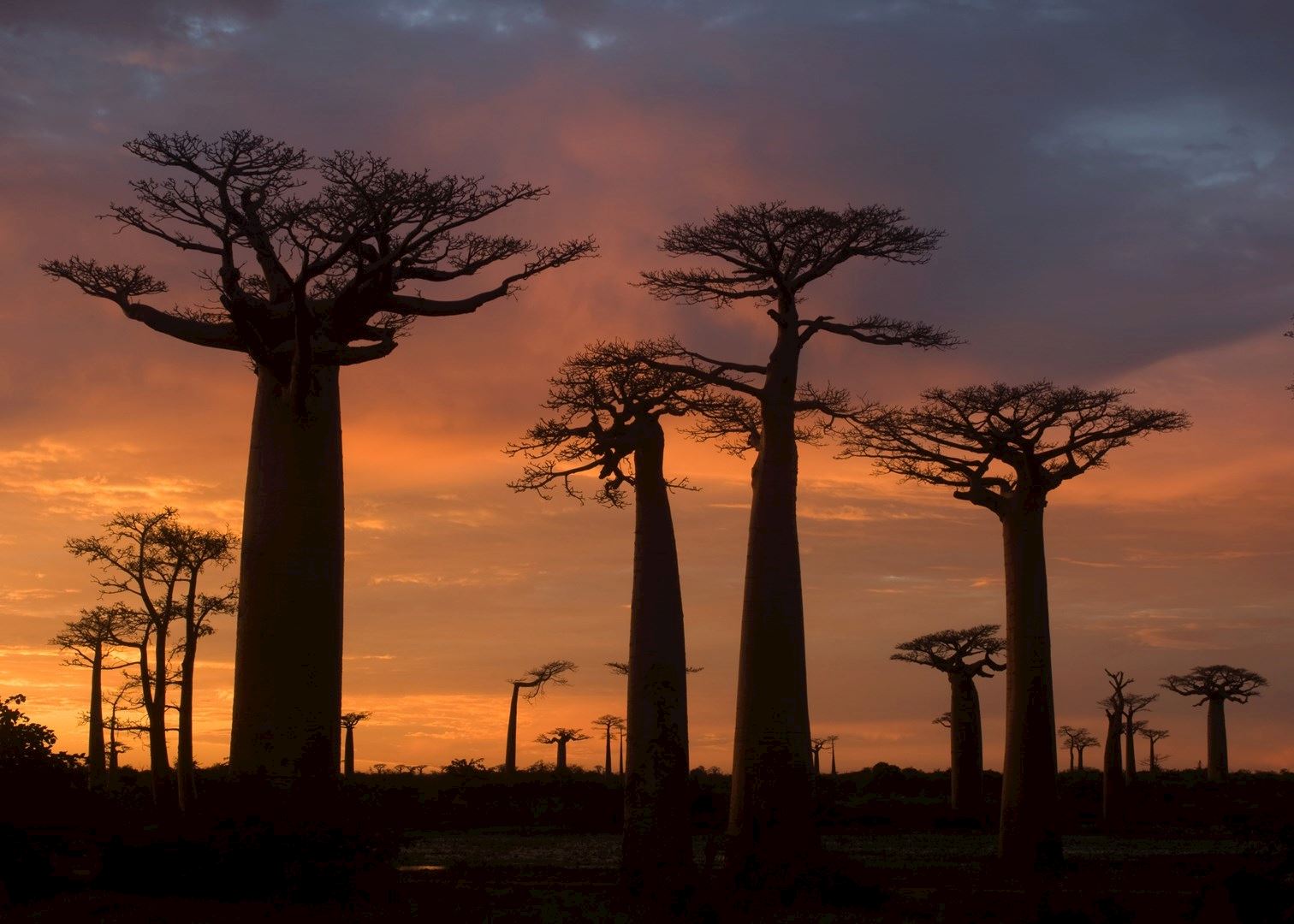 Avenue of the Baobabs, Morondava