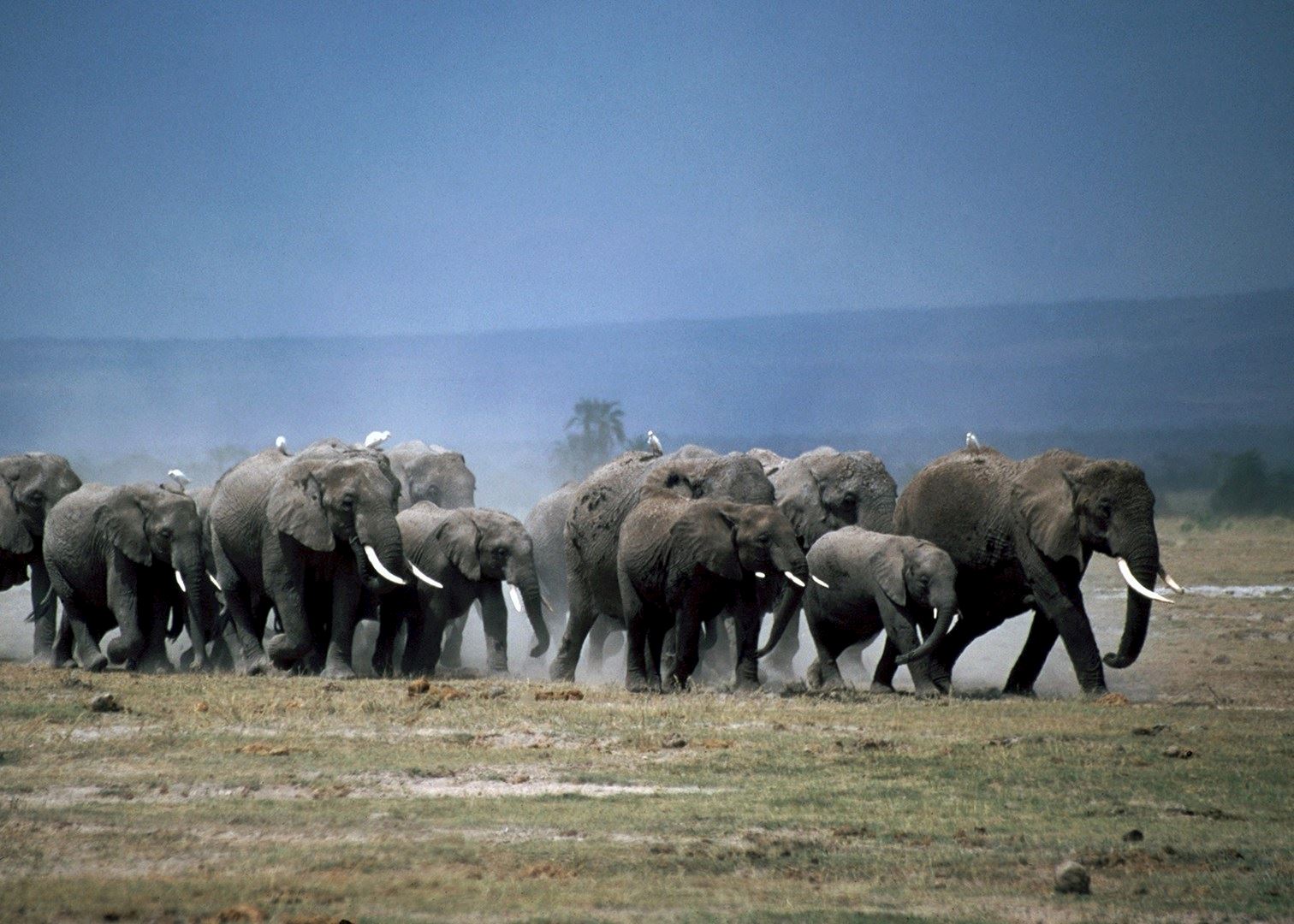 Visit Amboseli National Park in Kenya | Audley Travel